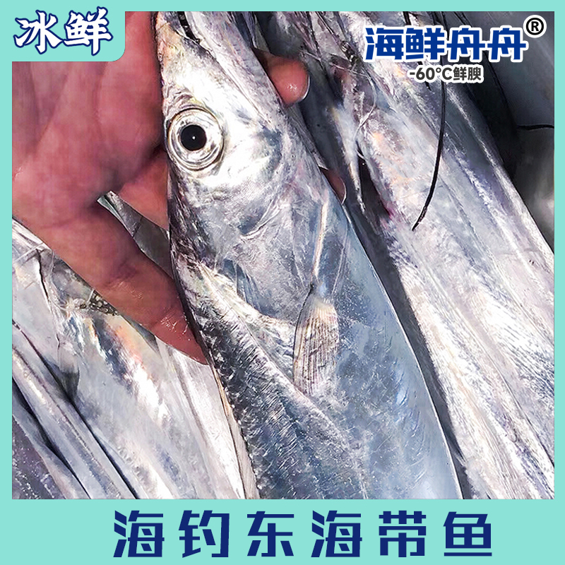 海钓东海带鱼（纯手钓当日钓）