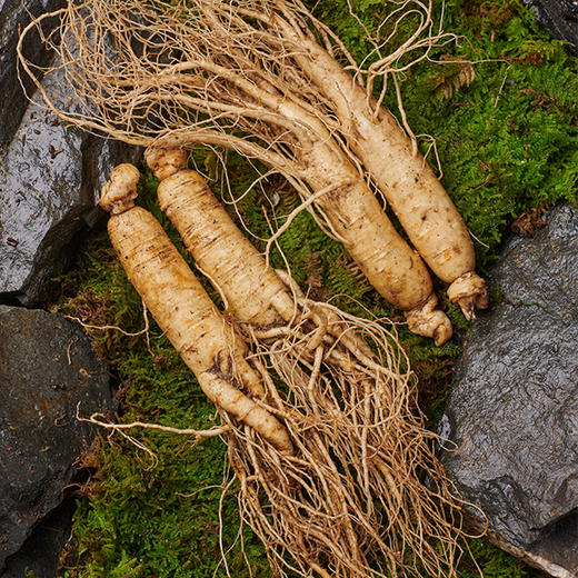 长白山 · 鲜人参 · 顺丰空运到家 商品图1
