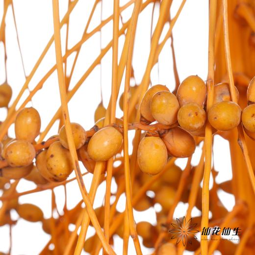 配果 | 槟榔果 不可食用【运输途中易掉果，介意慎拍】 商品图0