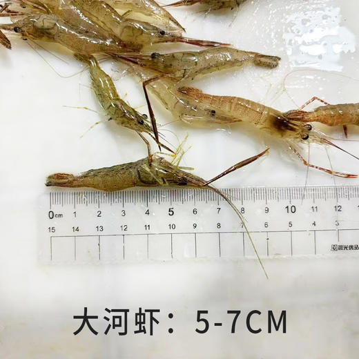【HFS&2月6日周五送达】生态淡水大河虾  （农户曹燕） 约200g/份 商品图1