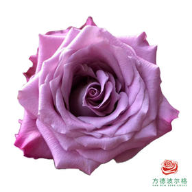 外购单头玫瑰-碧海10枝一扎