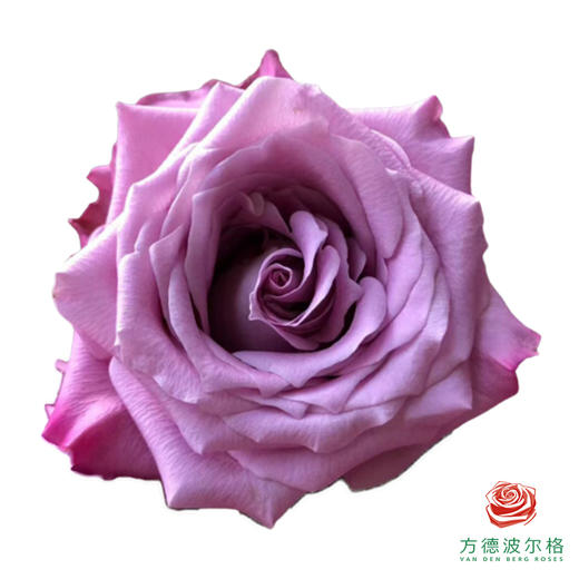 外购单头玫瑰-碧海10枝一扎 商品图0