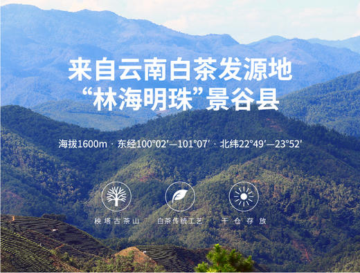 云南 景谷白茶 65g/罐 秧塔古茶山母树级古树白茶 商品图1