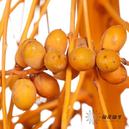 配果 | 槟榔果 不可食用【运输途中易掉果，介意慎拍】 商品图2