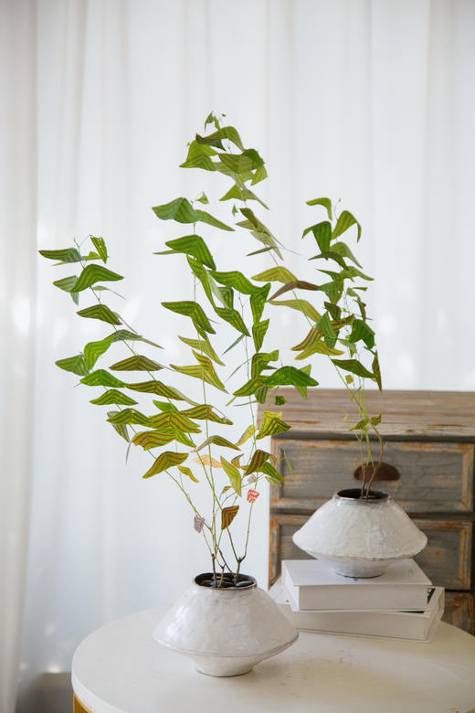 飞机草 商品图0