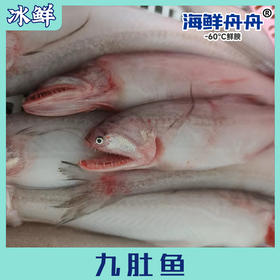 九肚鱼