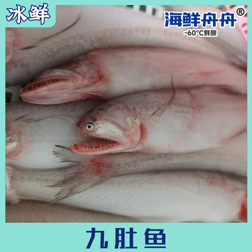 九肚鱼 商品图0
