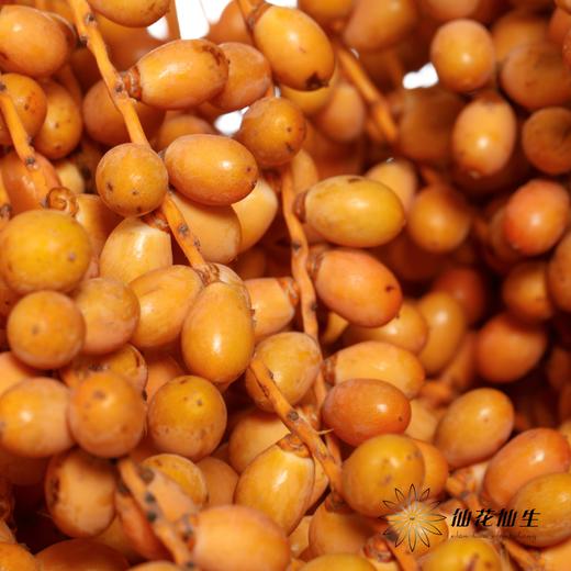 配果 | 槟榔果 不可食用【运输途中易掉果，介意慎拍】 商品图4