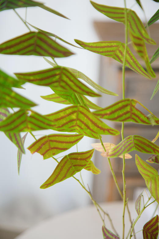 飞机草 商品图1