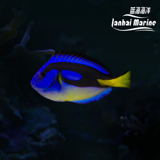 黄肚蓝吊 商品图0