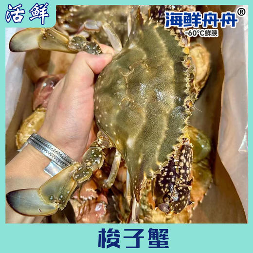 梭子蟹（8-10月） 商品图0