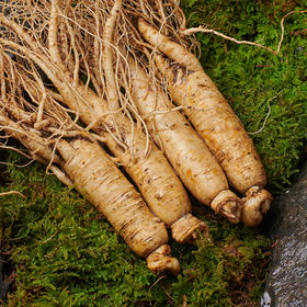 长白山 · 鲜人参 · 顺丰空运到家