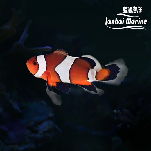 人工礼服公子小丑 商品图0