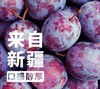 【从林农业】法兰西西梅原浆 商品缩略图0