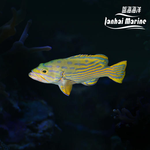 彩虹斑 商品图0