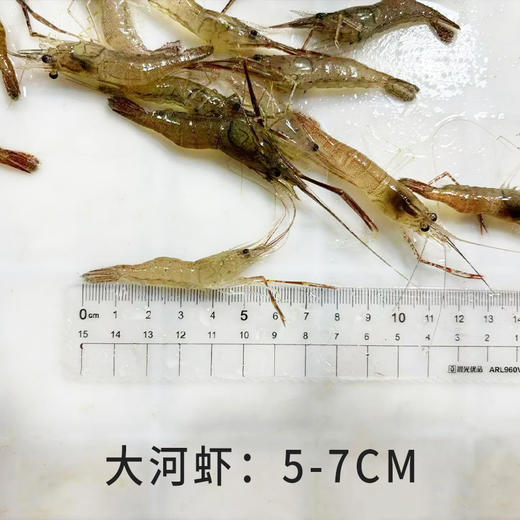 【HFS&2月6日周五送达】生态淡水大河虾  （农户曹燕） 约200g/份 商品图2