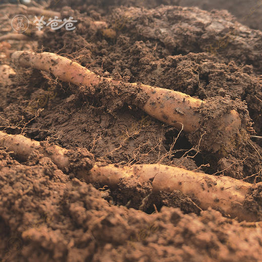 下单后72H发| 原产地发货【新鲜垆土铁棍山药】河南温县|  细腻粉糯 当属怀山药 新鲜现挖 商品图2