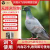 品宁大鸽大鸽子定位器防丢失GPS北斗鹦鹉追踪器动物鸟类飞禽定位j 商品缩略图0