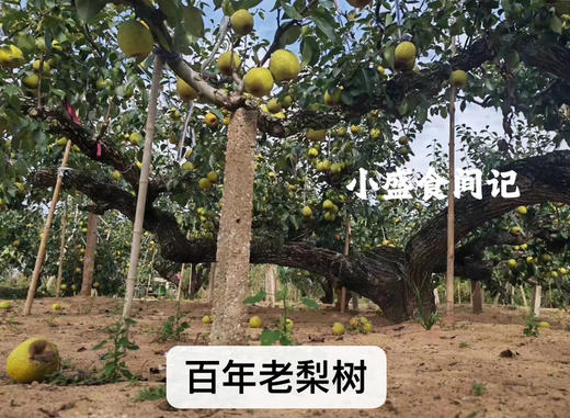 手工慈梨膏 260g 四百年非遗传承 商品图3