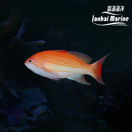红点宝石 商品图0