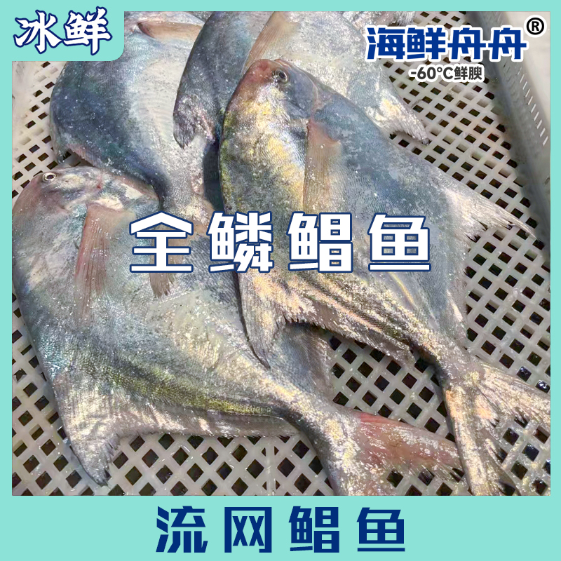 流网鲳鱼