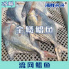 流网鲳鱼 商品缩略图0