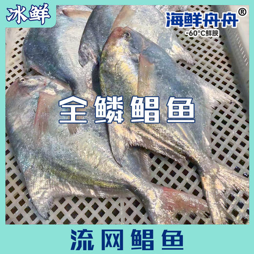 流网鲳鱼 商品图0