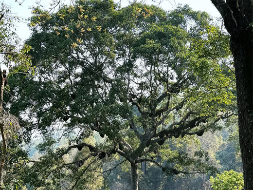 【西双版纳古村古寨，热带雨林6天5晚】一起打卡《边水往事》取景地，深度探索云南少数民族风情 商品图6