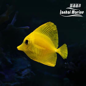 人工黄金吊