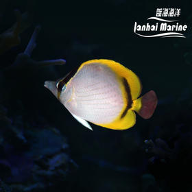 美丽蝶