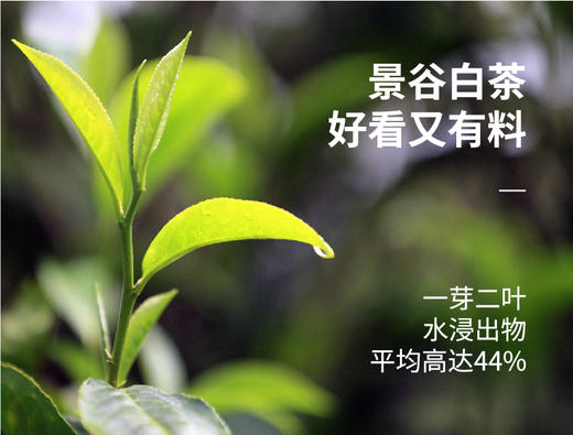 云南 景谷白茶 65g/罐 秧塔古茶山母树级古树白茶 商品图5