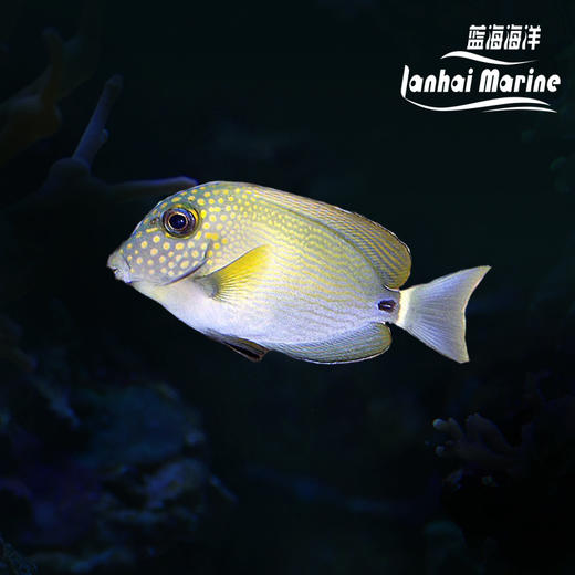 花面波纹吊 商品图0