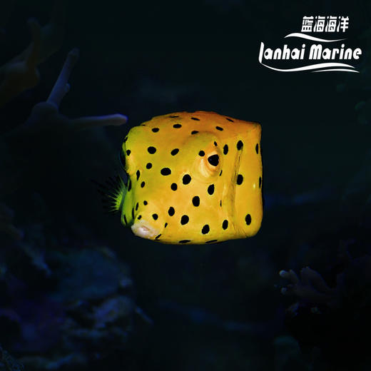黄木瓜 会放毒 商品图1