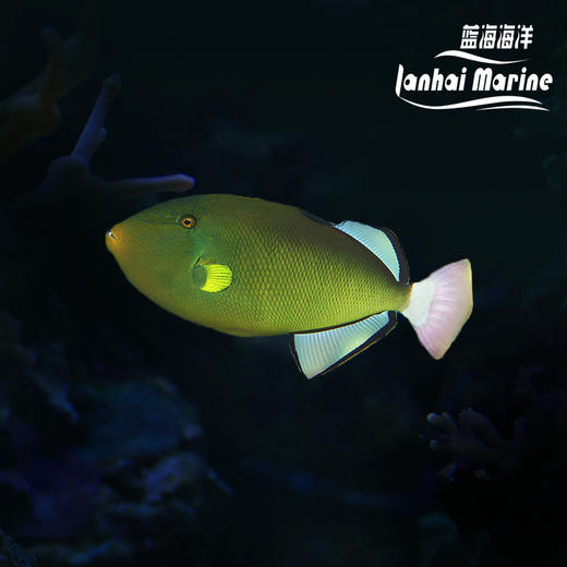 玻璃炮弹 商品图0