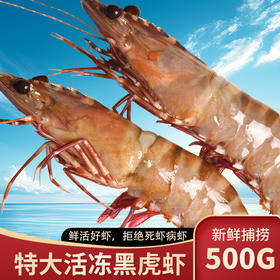 泰福·活冻野生虎虾500g/罐·野生海捕新鲜活冻【阳江】