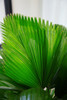 圆叶轴棕 商品缩略图1