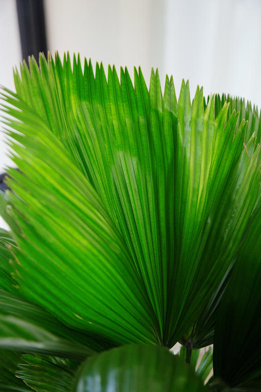 圆叶轴棕 商品图1