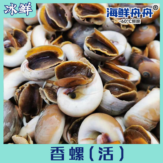香螺 250克一盒 商品图0