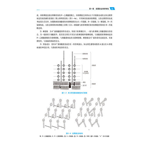 病原生物与免疫学 第3版 第三轮全国高职高专护理类专业规划教材 供护理 助产专业用 编祝继英等 9787521445428中国医药科技出版社 商品图4