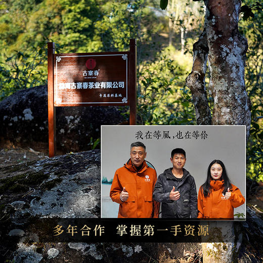 【积分兑换】古寨春镇店宝物【金瓜贡茶那罕】2023年头春那罕贡茶片区核心古树原料非遗传承人王天亲制普洱茶生茶2500g/团 商品图9