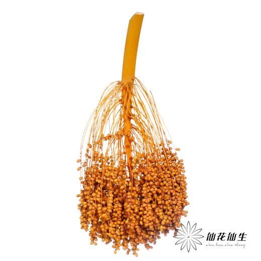 配果 | 槟榔果 不可食用【运输途中易掉果，介意慎拍】 商品图1