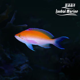 印度洋金背宝石