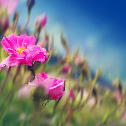 高原玫瑰纯露 | 240ml/瓶 鲜花蒸馏 香气浓郁 清爽保湿补水 花初露 商品图4