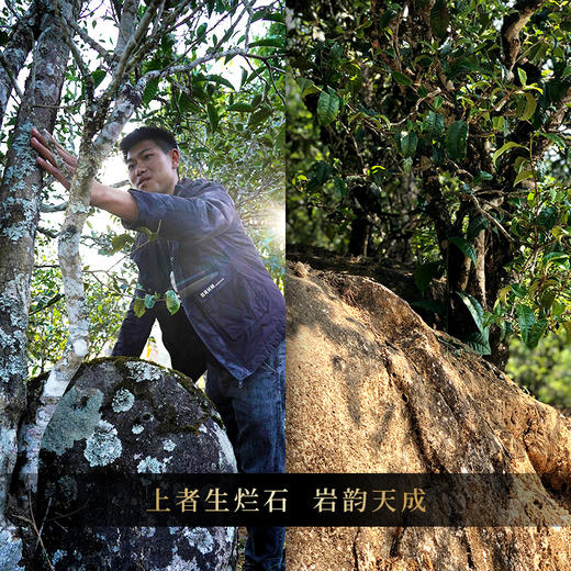 【积分兑换】古寨春镇店宝物【金瓜贡茶那罕】2023年头春那罕贡茶片区核心古树原料非遗传承人王天亲制普洱茶生茶2500g/团 商品图7