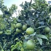 柠檬君生态柳丁（绿皮冰糖橙） 商品缩略图11