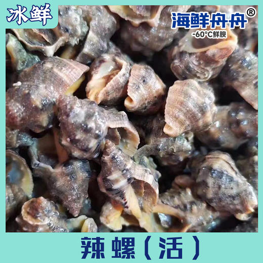 辣螺 250克一盒 商品图0