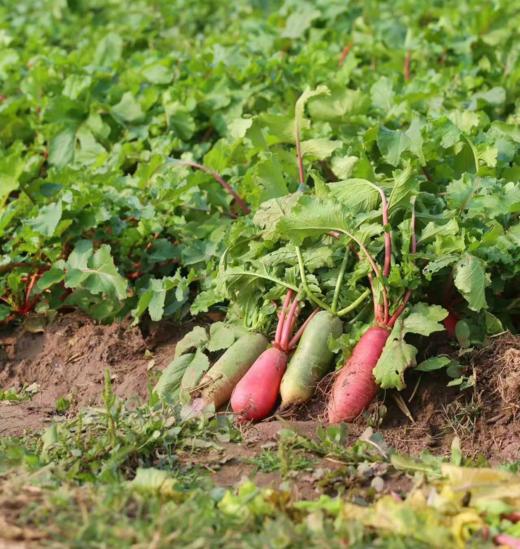 【时令】新鲜水萝卜 商品图1