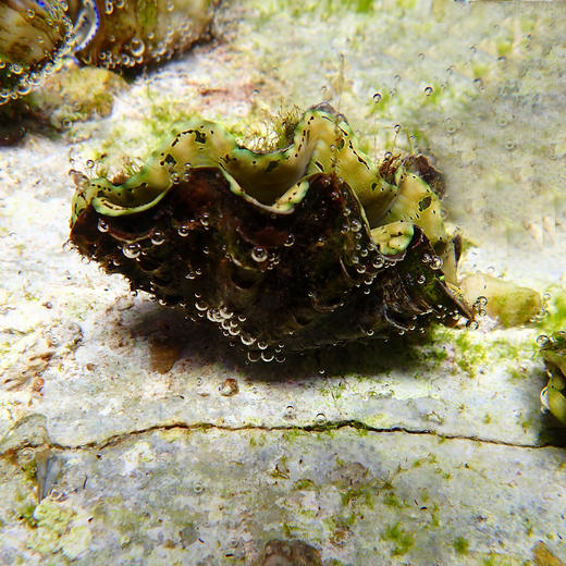 人工鳞砗磲（滤水） 商品图7