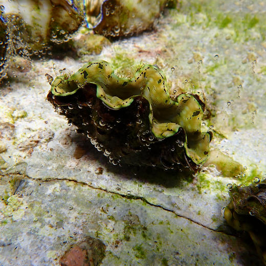 人工鳞砗磲（滤水） 商品图6