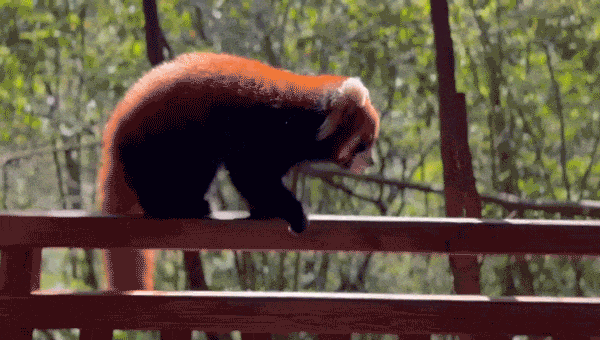 26【寒假亲子】超预期5星好评爆款！顶奢深度西双版纳普洱6日,住洲际+小熊猫庄园,4年零投诉|5~60岁亲子